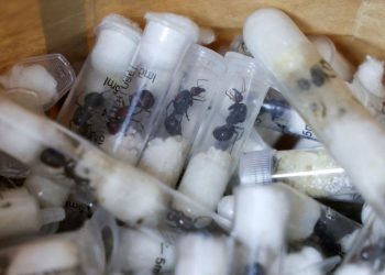 Belgian teens arrested with 5,000 smuggled ants as Kenya warns of changing trafficking trends