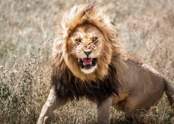 Lion kills 14-year-old girl outside Kenya’s Nairobi National Park