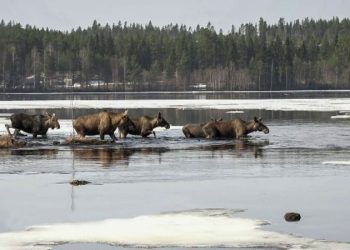 How a 24-hour livestream of moose became a Swedish TV sensation