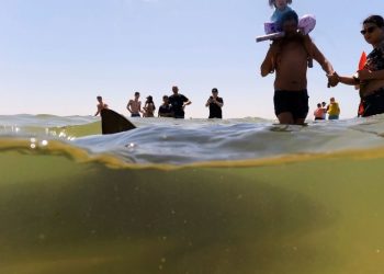 Sharks drew crowds to this Israeli beach for years. Now a swimmer’s disappeared and a body’s been found