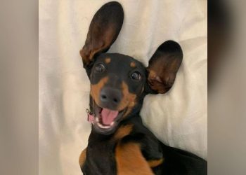 Smelly T-shirt played a key role in catching Valerie, the dog lost for 529 days