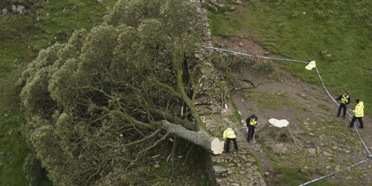 Sycamore Gap: Two men convicted of felling one of UK’s most famous trees