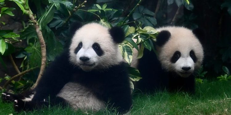 Hong Kong’s baby pandas finally get names. Meet Jia Jia and De De