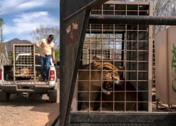 Even hippos, elephants and monkeys are fleeing bloody gang violence in Mexico’s Sinaloa province