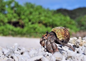 Three Chinese nationals arrested in Japan after thousands of protected hermit crabs found smuggled in suitcases