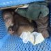 Thai man arrested for alleged smuggling of two baby orangutans