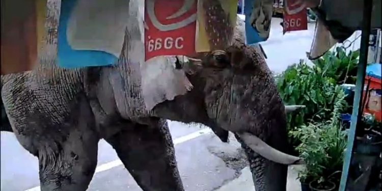 ‘I think he just wanted snacks’: Thai shopkeeper caught off guard as wild elephant visits store