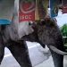 ‘I think he just wanted snacks’: Thai shopkeeper caught off guard as wild elephant visits store