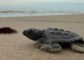 Endangered turtles share this Mexican beach with SpaceX rocket debris. The company says there’s no risk of harm