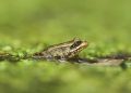 AI detects sound of frog species threatened in Southern California