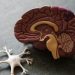 New Harvard Study Links Lithium Deficiency to Alzheimer’s